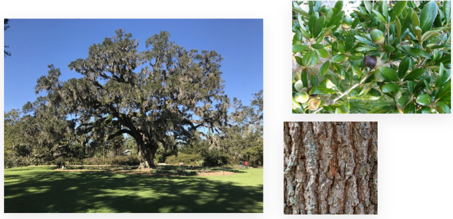 <p>southern live oak, Fagaceae family</p><p>tree like growth</p><p>flat, uncurled leaves</p><p>pointed end of leaves</p><p>“smooth” bark</p>