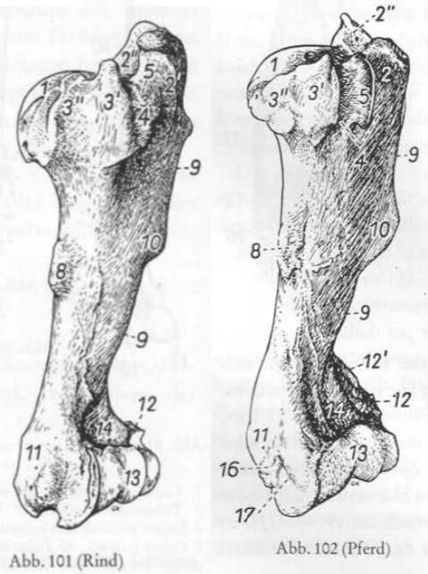 <p>Humerus, Craniomedial 1-9</p>