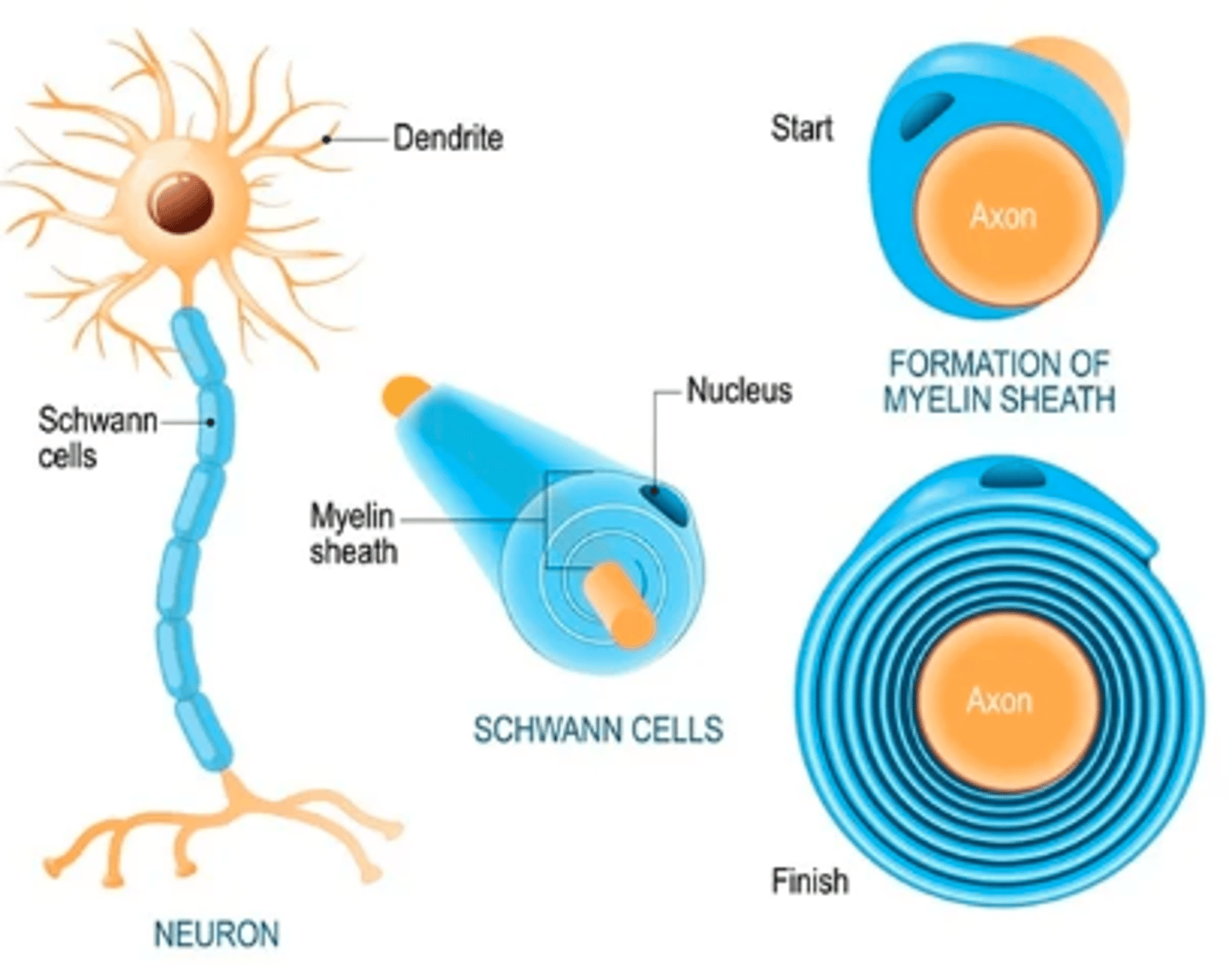 <p>Schwann cells that wrap around a segment of an axon creating multiple layers of its cell membrane to form the myelin sheath</p>