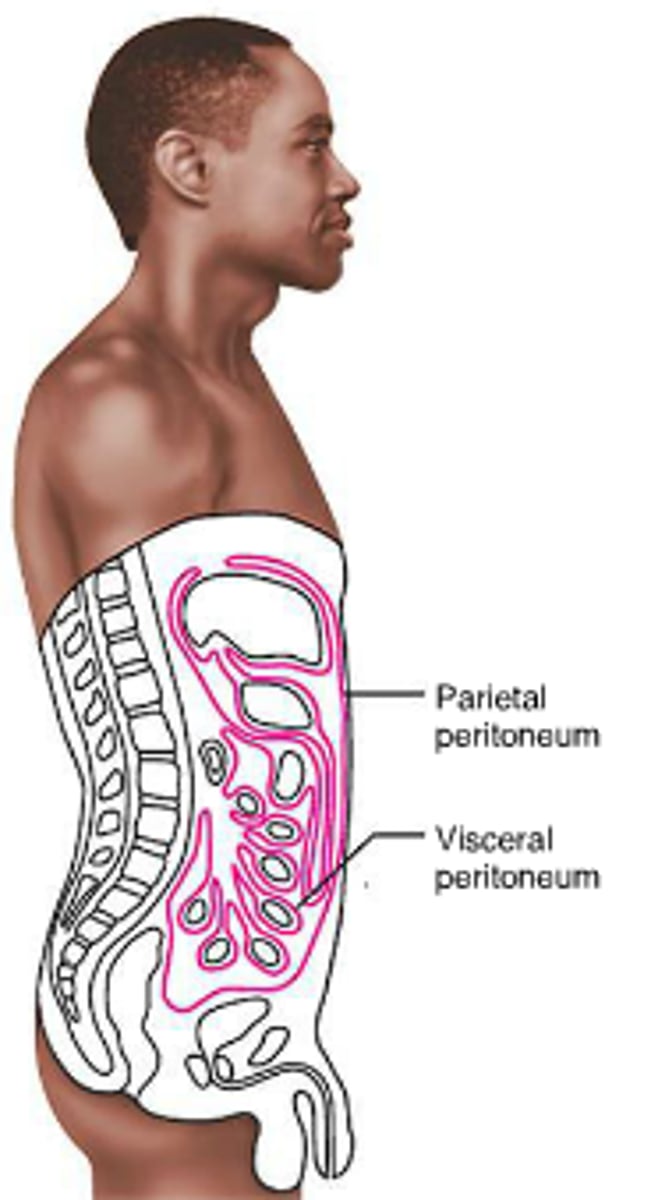 <p>the serous membrane lining the abdominal cavity</p>