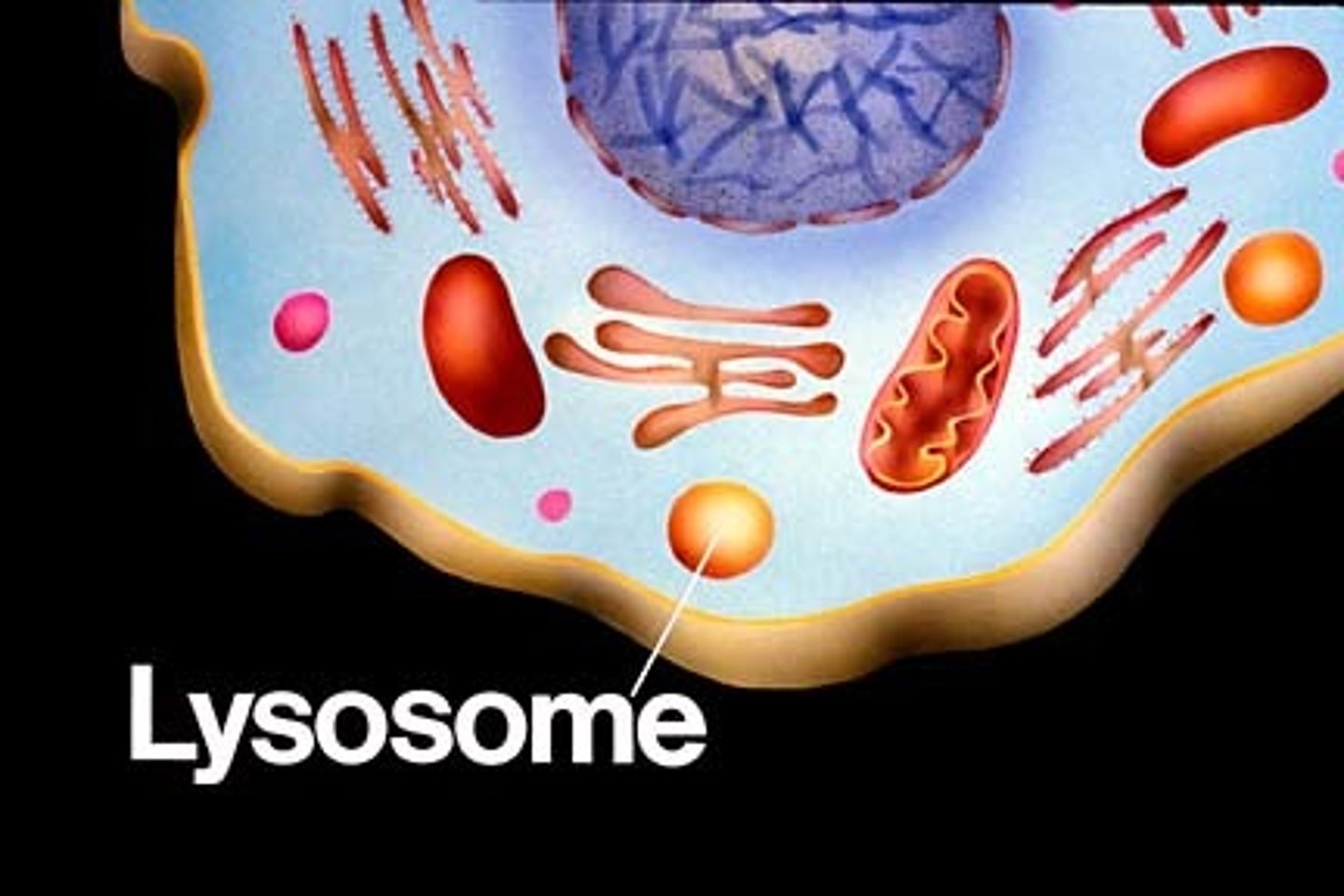 <p>Membrane bound-sacs containing digestive enzymes. When fused with molecules or damaged cell components it breaks them down. Also actively pumps H+ into the interior of the cell to maintain pH 5.</p>