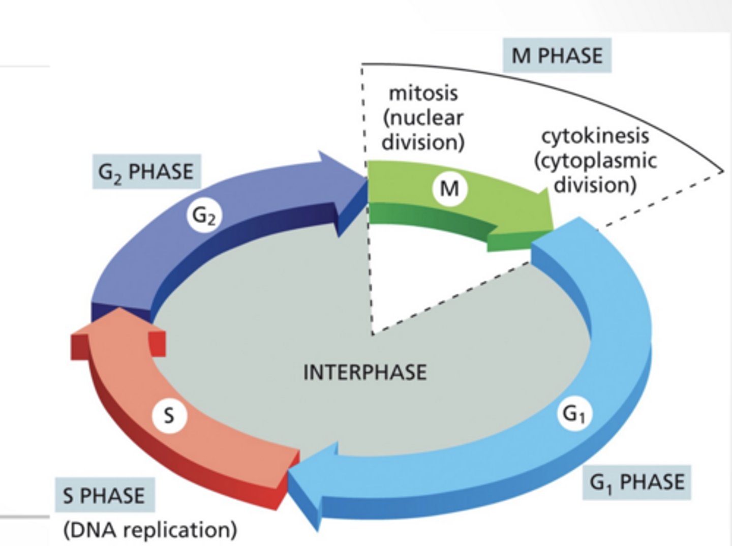 <p>CELLS DIVIDE AND FORM 2 DAUGHTER CELLS</p><p>Cell cycle varies in time</p><p>DAUGHTER CELLS ALSO INHERIT GENE EXPRESSION PATTERNS AND DNA MODIFICATION STATES</p><p>CELL CYCLE Not drawn to scale</p><p>M phase much shorter</p><p>G1 much longer</p><p>CHECK POINTS CONTROL WHEN A CELL ENTERS A DIFFERENT PHASE</p><p>Think of these as "if/then" statements</p><p>If DNA is fully replicated cell cycle can proceed</p>