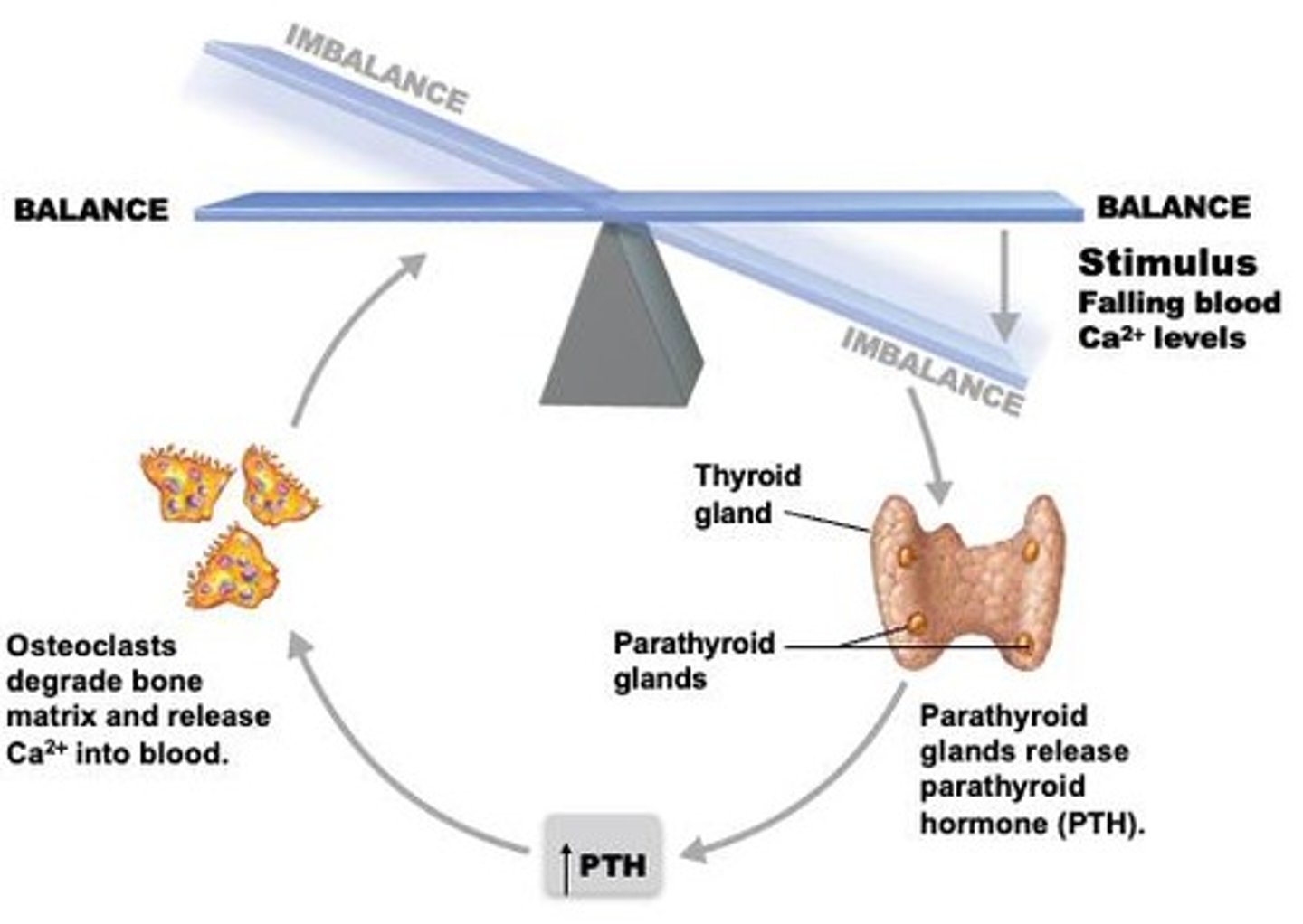 <p>Parathyroid Hormone (PTH).</p>