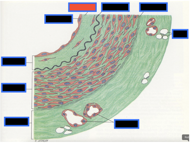 <p><span style="background-color: transparent; font-family: &quot;Times New Roman&quot;, serif;">What part of the Blood Vessel (in the red box) is this</span></p>