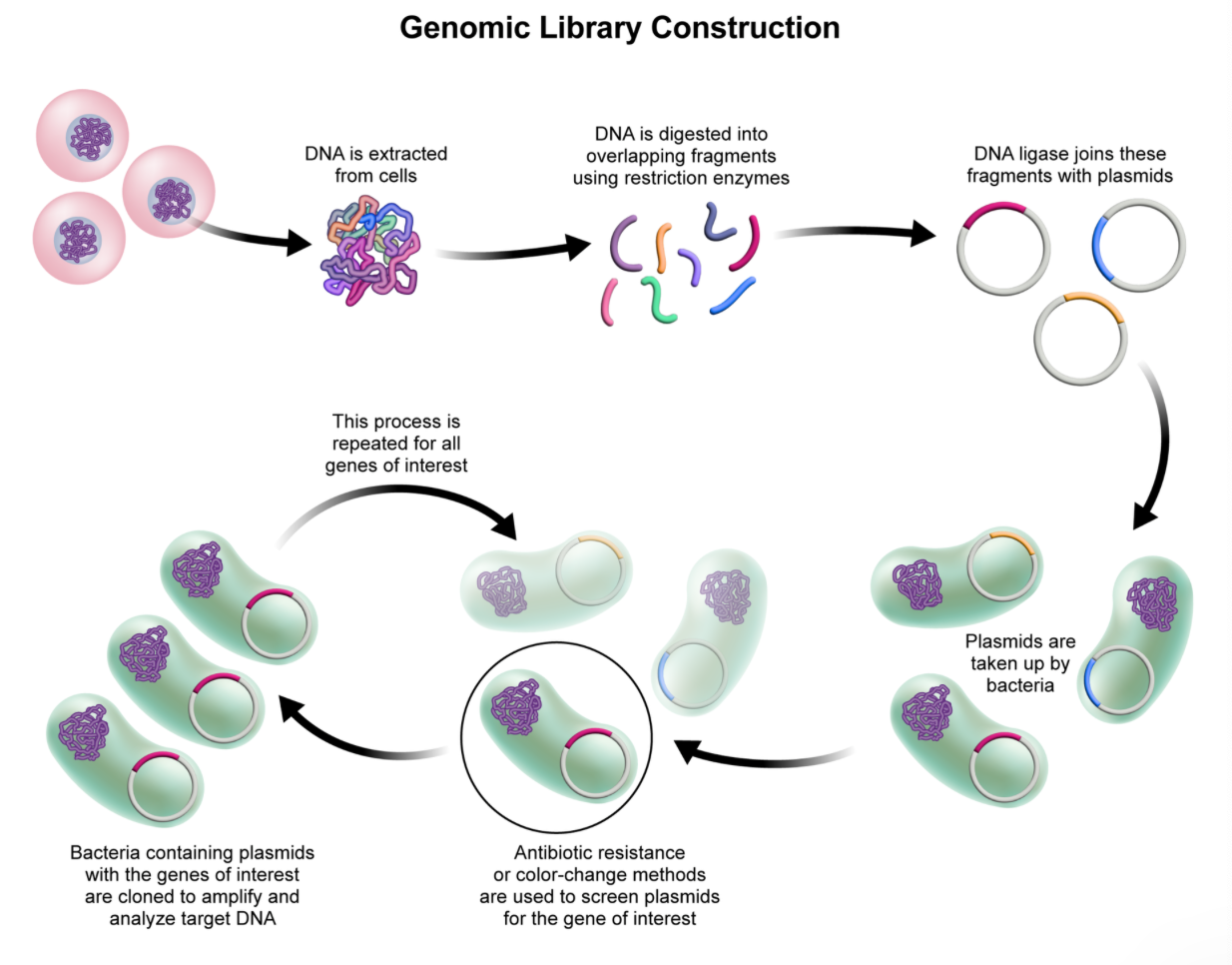 <p><strong>genomic library construction</strong> | collection of the total genomic DNA from a single organism; involves: extracting DNA from a host cell, then using restriction enzymes to cut the DNA, and the inserting the DNA fragments into plasmid vectors, and finally inserting the plasmids into bacteria for analysis</p>