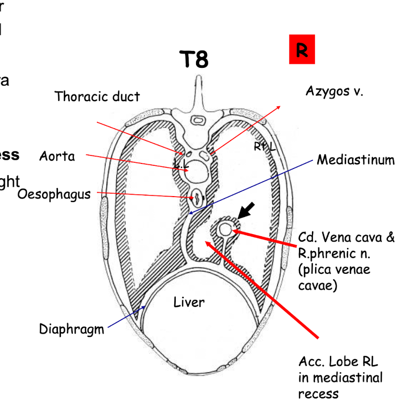 <ul><li><p><u>Associated with T8</u></p></li></ul><p><strong>• Plica venae cavae-parietal pleura </strong>of <u><mark data-color="#dabbbb" style="background-color: rgb(218, 187, 187); color: inherit;">right </mark></u>sac is reflected over the caudal vena cava (arrow) <strong><mark data-color="rgba(0, 0, 0, 0)" style="background-color: rgba(0, 0, 0, 0); color: inherit;">the plica venae cavae is a loose fold of pleura that surrounds and covers the caudal vena cava AND plus right phrenic nerve</mark></strong> as it passes through the thoracic cavity to the diaphragm.<span>&nbsp;Is part of the mediastinal pleura.</span></p><ul><li><p>Forms the <u>Mediastinal recess</u></p></li></ul><ul><li><p>The accessory lobe of the right lung sits in this <u>recess</u></p></li></ul><ul><li><p><strong>Aorta</strong></p></li><li><p><strong>Oesophagus</strong></p></li><li><p><strong>Lungs</strong></p></li><li><p><strong>Thoracic duct</strong></p></li><li><p><strong>Caudal vena</strong></p></li></ul><p></p>