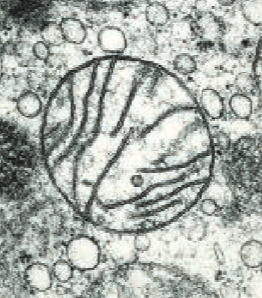 <p>produce ATP by aerobic respiration. fat is digested here (if used as a energy source in cell)</p>