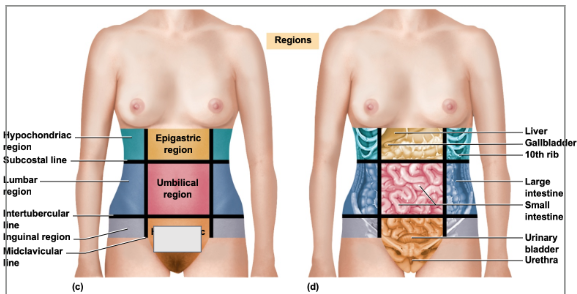<p>What is this abdominal region</p>