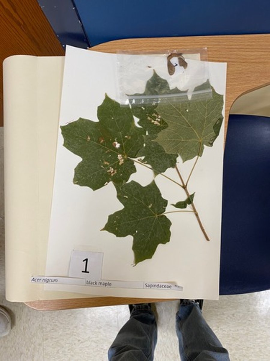 <p>Acer nigrum (Sapindaceae)</p>