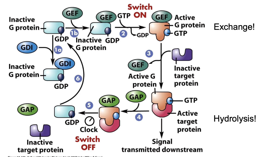 <ul><li><p>OFF = GDP-bound (inactive), stabilized by GDI</p></li><li><p>GEF triggers GDP release → GTP binds → ON (active) state → G-protein interacts with target protein</p></li><li><p>GAP accelerates GTP hydrolysis → returns to OFF state → can’t interact with target protein</p></li><li><p>Duration of ON state controlled by GAP → affects signaling length</p></li></ul><p></p>