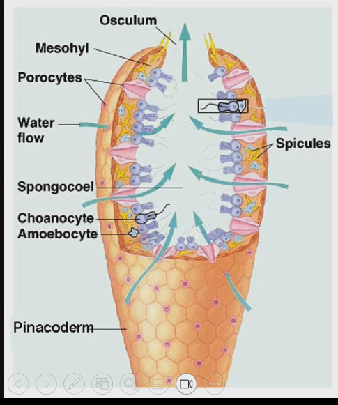<ul><li><p>Water will leave body through osculum</p></li><li><p>Water and food will come into sponge through pores that are also made up of living cells called porocytes</p></li><li><p>Lining the spongocoel is choanocytes that do the actual filter feeding</p></li></ul><p></p>