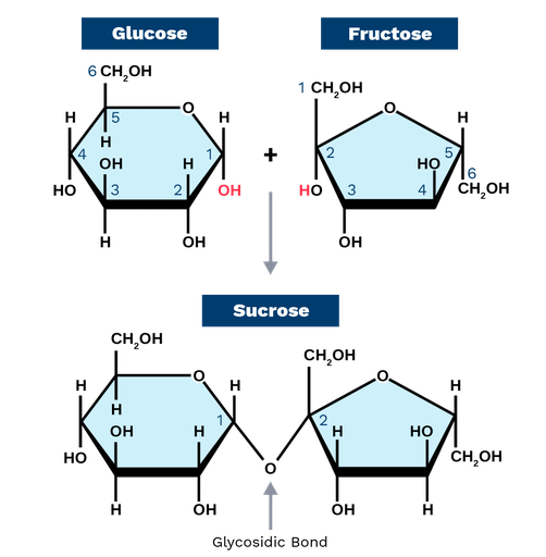 Glycosidic linkages:

* these occur between the C-1 of one sugar with an OH group of the second sugar
* alpha 1,4 linkages create maltose and eventually starch
* Beta 1,4 linkages gives rise to cellobiose which becomes cellulose