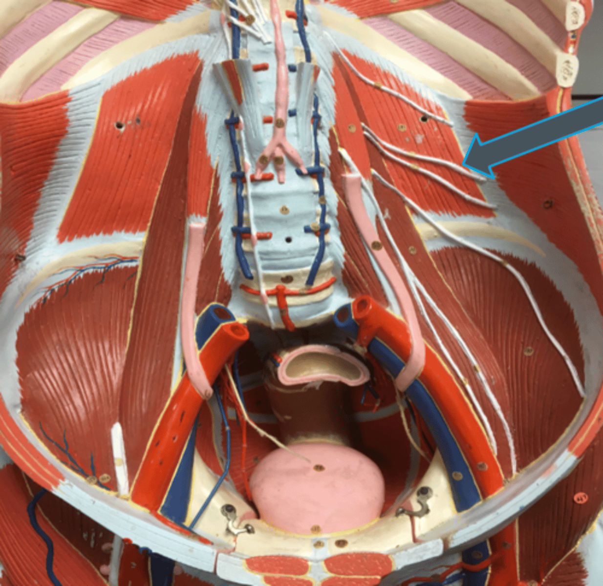 <p>innervates:<br>- internal + external abdominal obliques<br>- transverse abdominis</p>