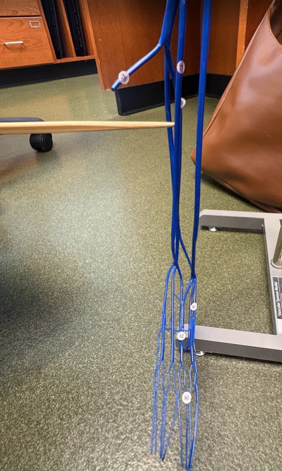 <p>Anterior tibial vein (79)</p>