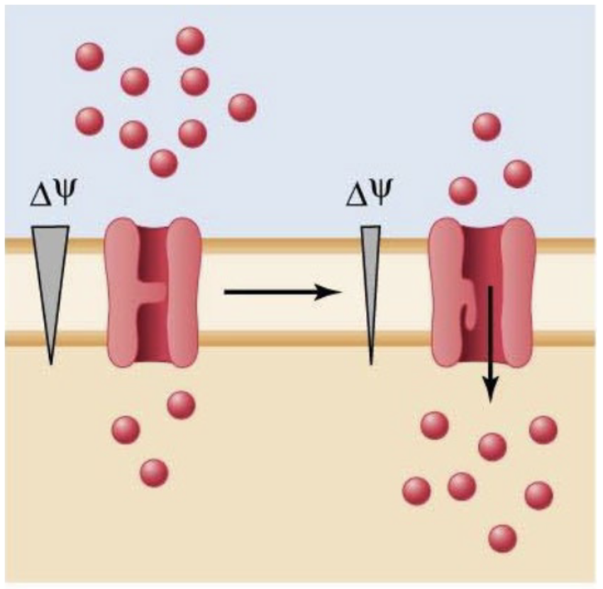 <p>Regulated by the electrical state of the cell (type of channel)</p><p>ex: voltage-gated Na+ channels activated by membrane potential</p>