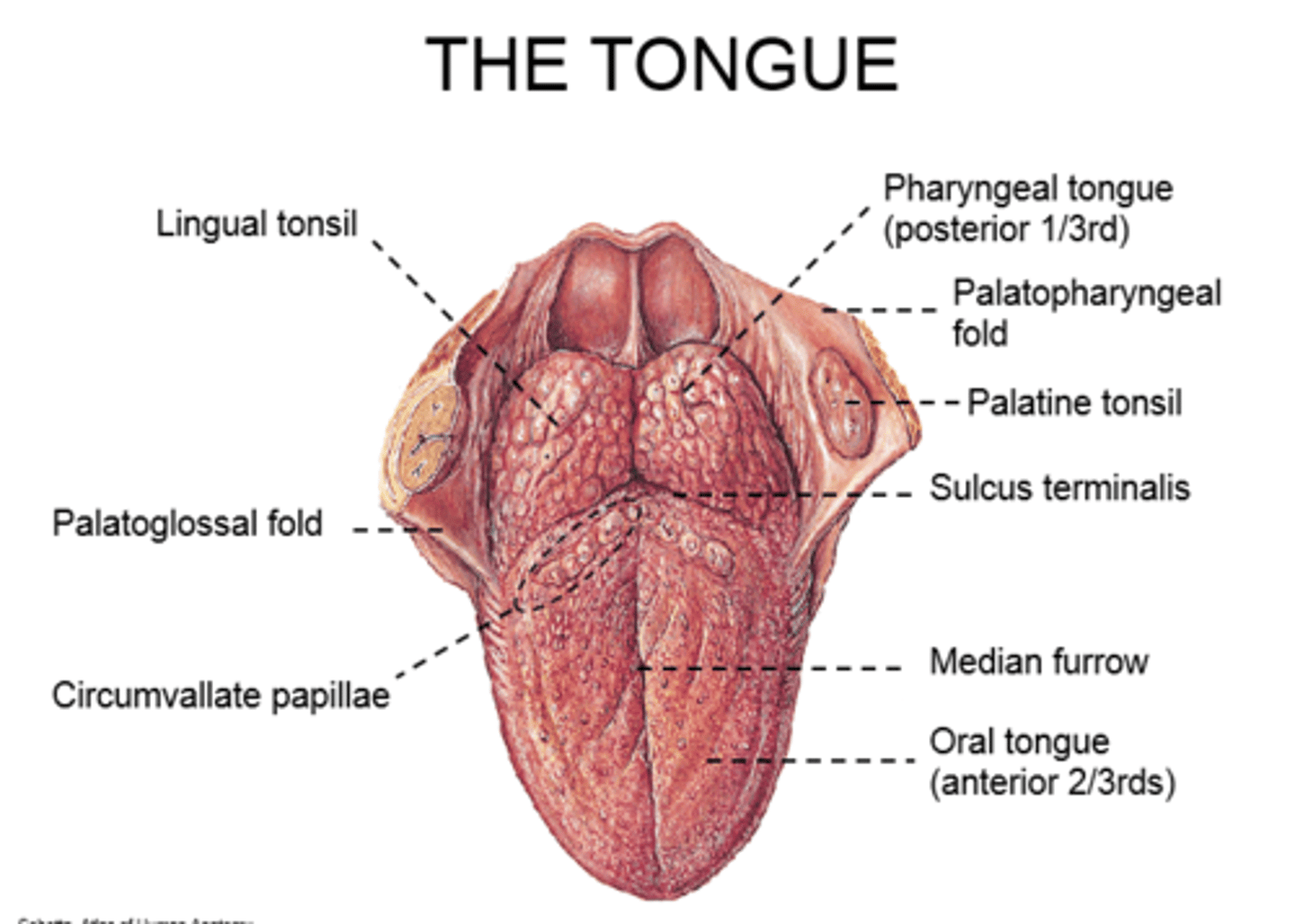 <p>Oral/Palatine surface: 2/3--within the oral cavity</p><p>Pharyngeal surface: 1/3--within the pharyngeal cavity</p><p>Median fibrous septum: divides the tongue into right and left halves (central sulcus)</p>