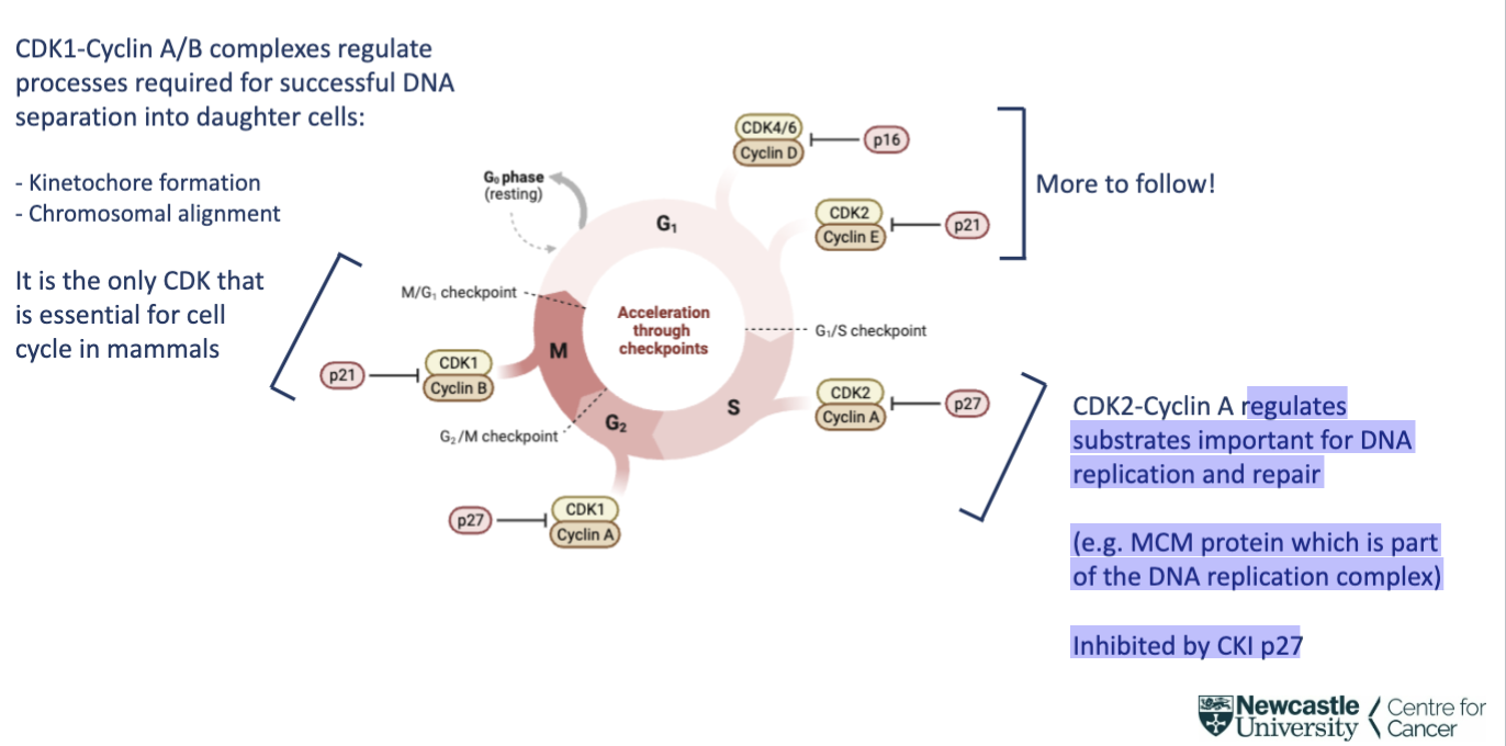 <p>regulates processes required for successful DNA separation into daughter cells:</p><p>- Kinetochore formation</p><p>- Chromosomal alignment</p><p>It is the only CDK that is essential for cell cycle in mammals</p><ul><li><p>inhibited by CKI p21</p></li></ul><p></p>