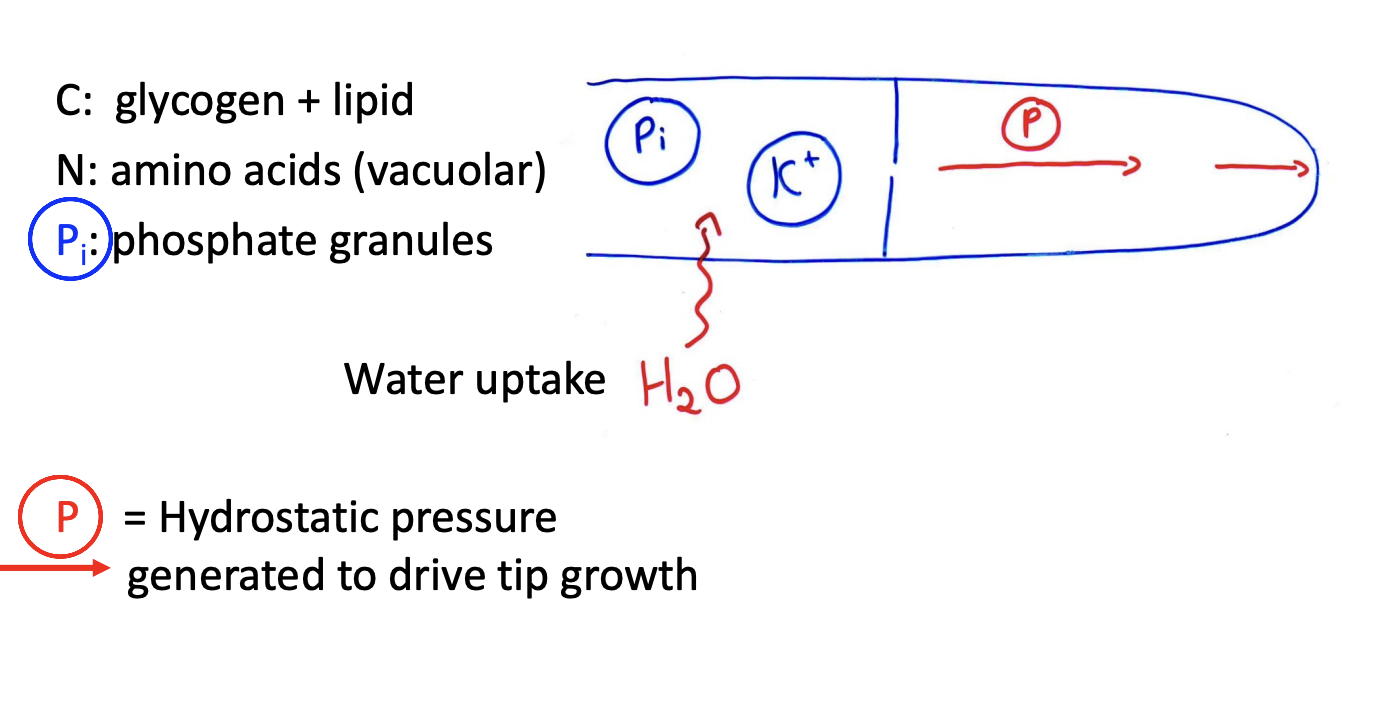 <ul><li><p>In the <strong>older</strong> sub apical region</p><ul><li><p>Excess C is stored as:</p><ul><li><p>Glycogen</p></li><li><p>lipid</p></li></ul></li><li><p>Vacuoles</p><ul><li><p>excess N: in vacuolse</p></li><li><p>ions such as K+</p></li></ul></li></ul></li></ul><p></p><p></p>