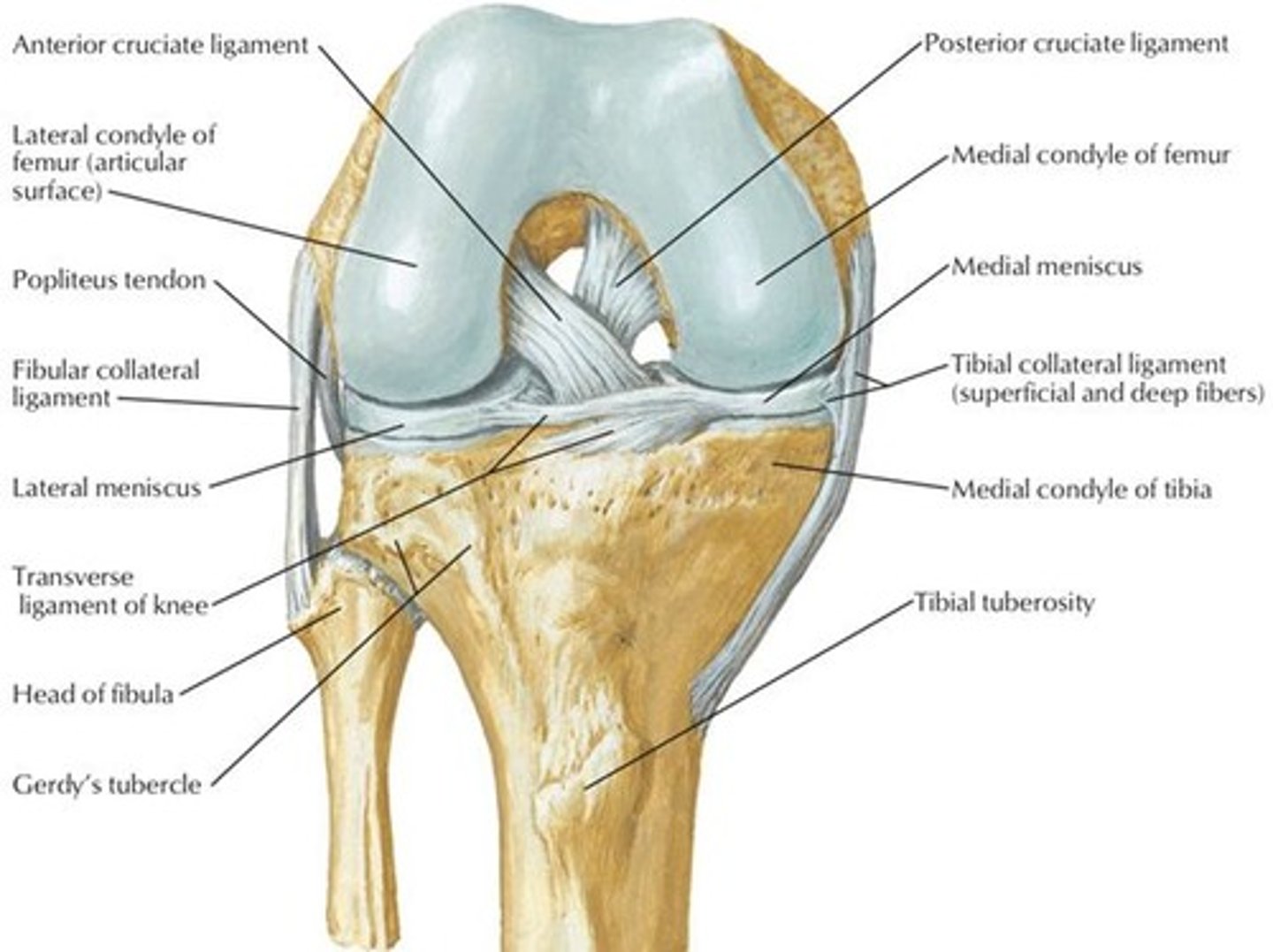 <p>Tibial collateral ligament and Fibular collateral ligament.</p>