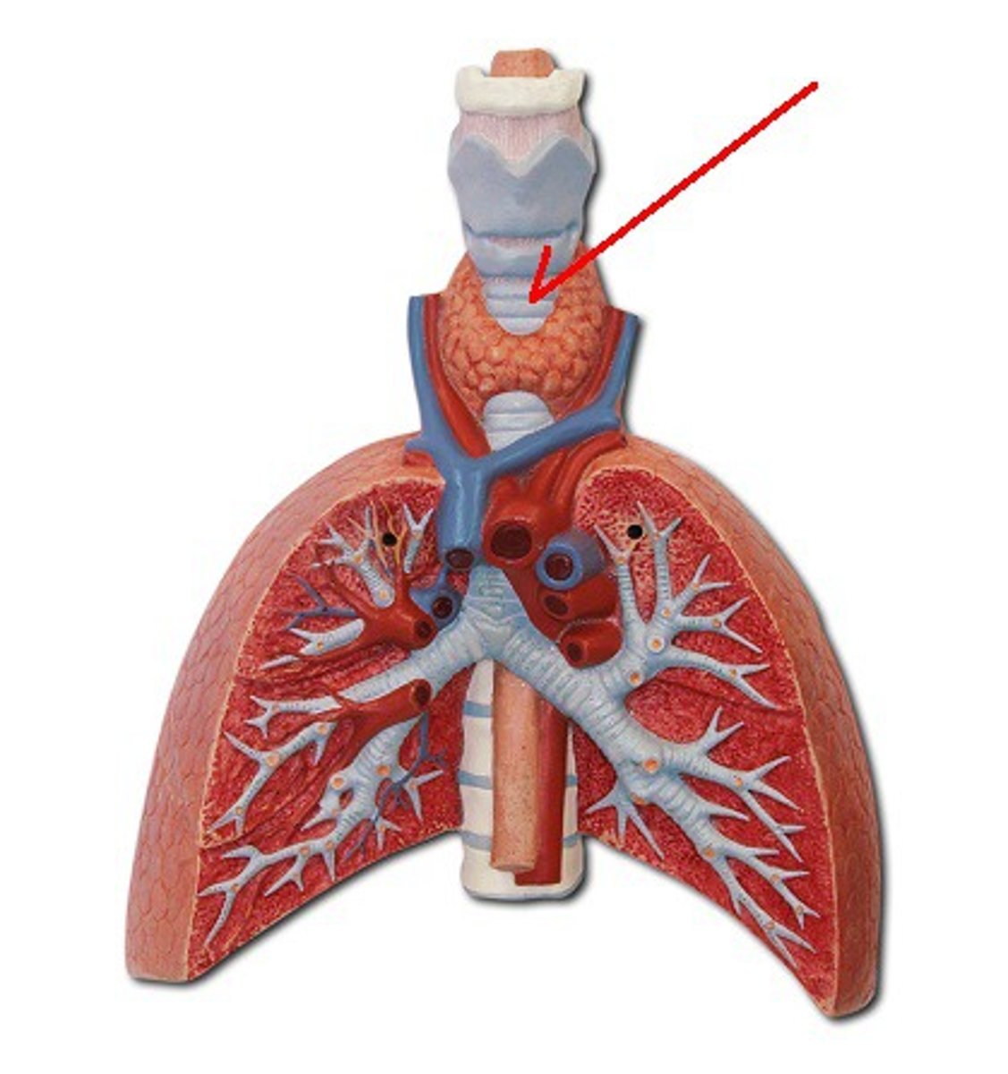 <p>Identify the structure, organ, or bone.</p>