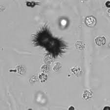 <p>What crystal is this?</p>