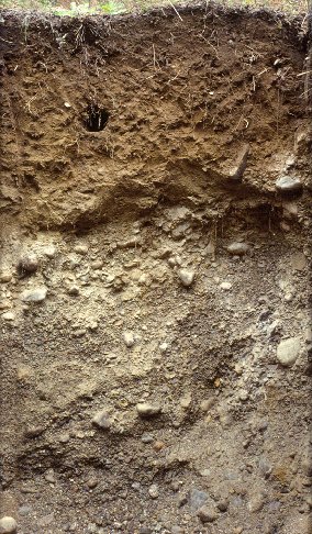<p>Inceptisols</p>