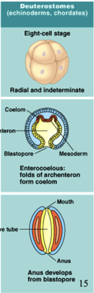 <p>an organism that has anus development prior to mouth development</p>