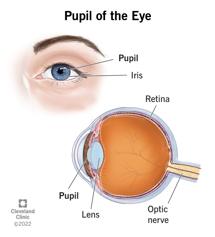 <p>Iris</p>
