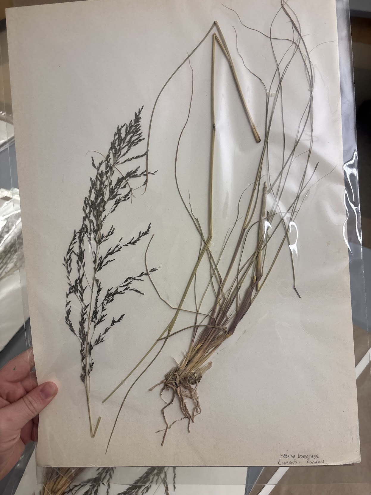 <p>Eragrosteae - Eragrostis curvula - weeping lovegrass </p>