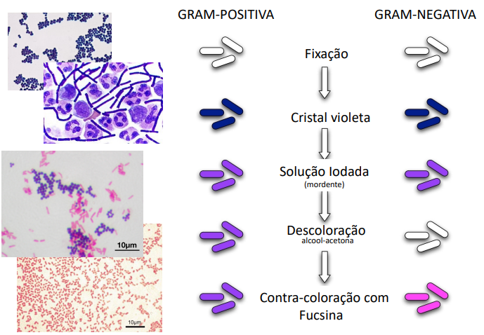 <p>O cristal violeta colore ambos Gram+ e Gram-. A fucsina colore Gram-.</p>