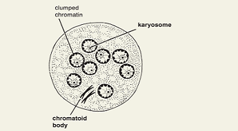 <p><em>Entamoeba coli</em> cyst</p>