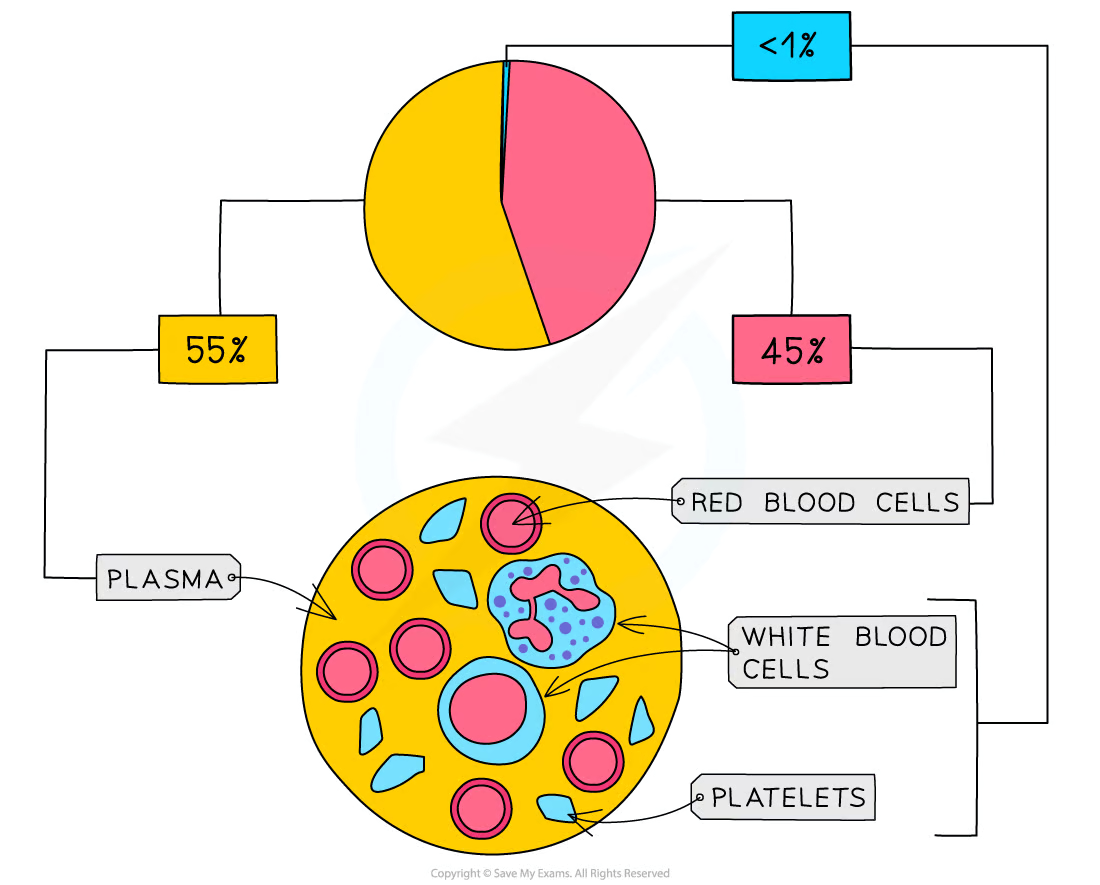 <ul><li><p><strong>red blood cells</strong></p></li><li><p><strong>white blood cells</strong></p></li><li><p><strong>platelets</strong></p></li><li><p><strong>plasma</strong></p></li></ul><p></p><ul><li><p>over half of the volume is plasma</p></li><li><p>majority of the other half is red blood cells</p></li><li><p>remaining fraction is split into white blood cells and platelets</p></li></ul><p></p>