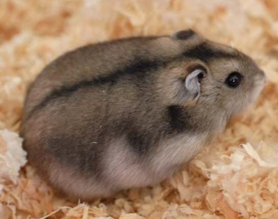 <p>What type of hamster is also called a Siberian dwarf or white winter dwarf, and is the species P. sungorus?</p>