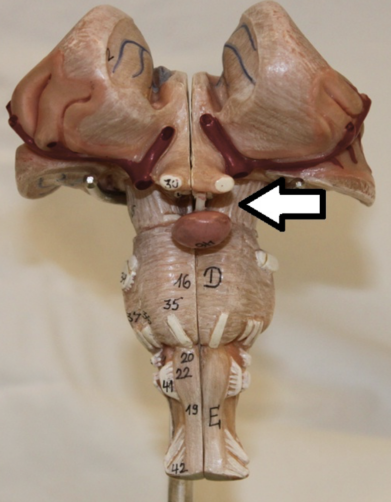 <p>identify the structure</p>
