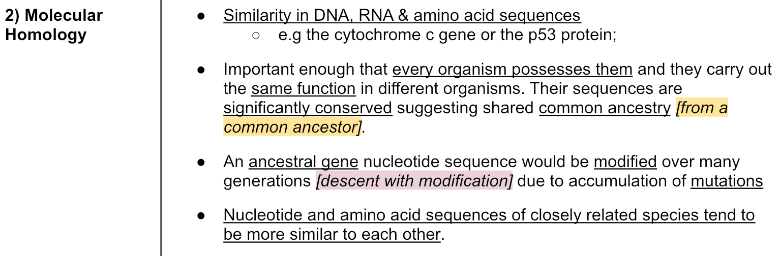 <p>Molecular homology</p>