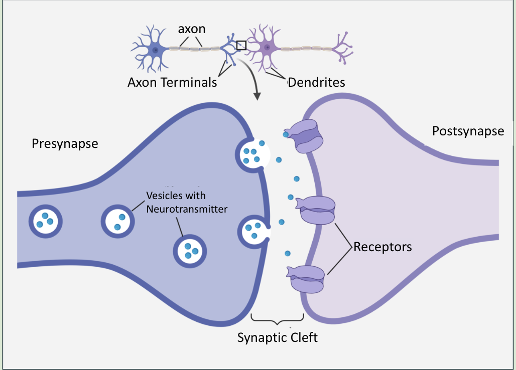 <p>Are junctions between two neurons or a neuron and an effector (such as muscles or glands) </p><p></p>