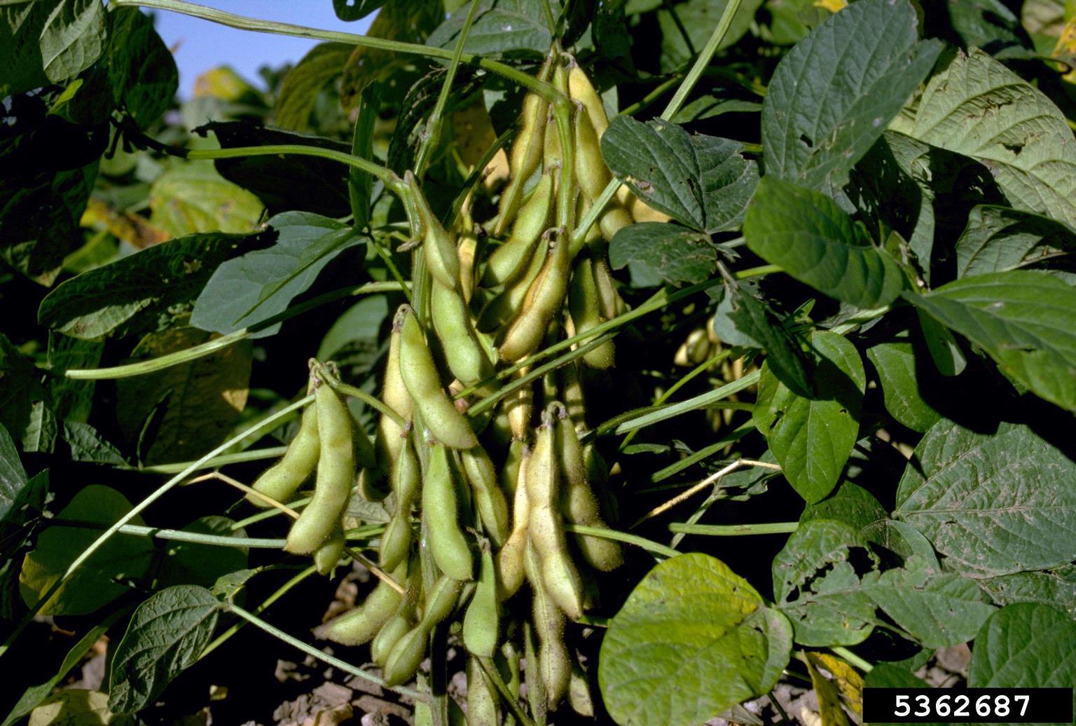 <p>Soybean</p>