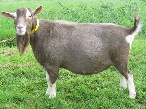 <p>Toggenburg</p>