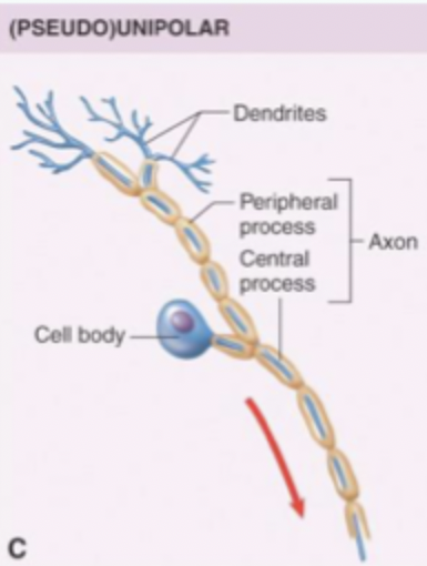 <p>Only has one process/neurite coming off cell body. Small area for receiving synaptic input = highly specialised function. Reliable relay of info</p>