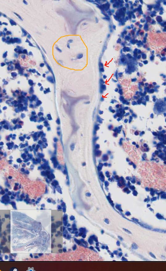 <ol start="7"><li><p>Identify these cells</p></li></ol><p></p>