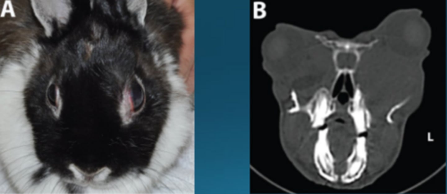 <p>What is happening in this rabbit?</p>