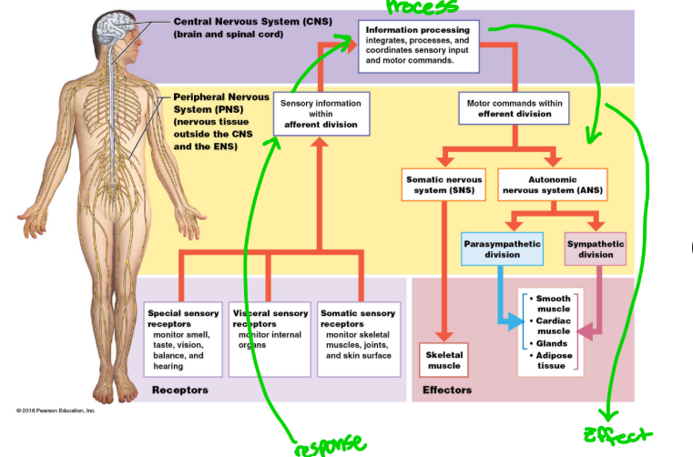 <p>What is the sensory function of the nervous system?</p>