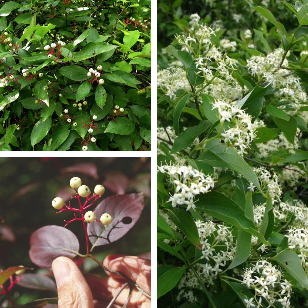 <p>Grey dogwood</p><p>white fruit, bright red cluster stems, grey rough twigs</p>