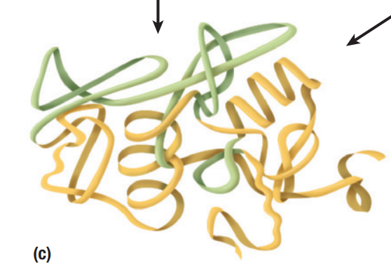 <p><strong>supercoiling</strong> of polypeptide chain stabilized by side-chain interactions</p>