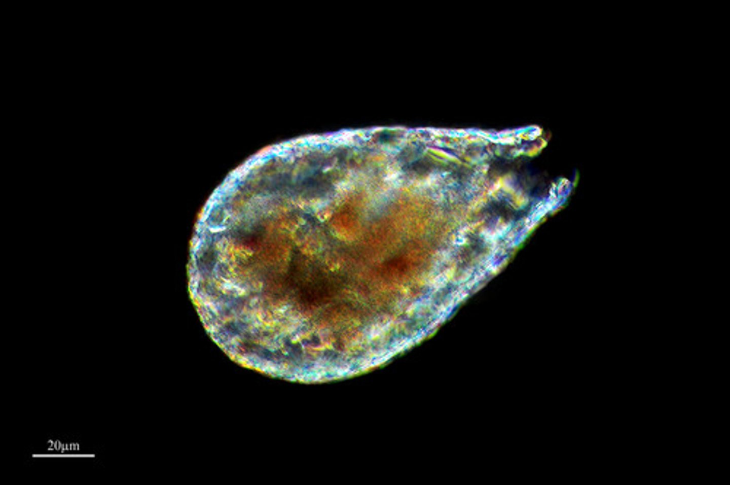 <p>made of just one cell</p>