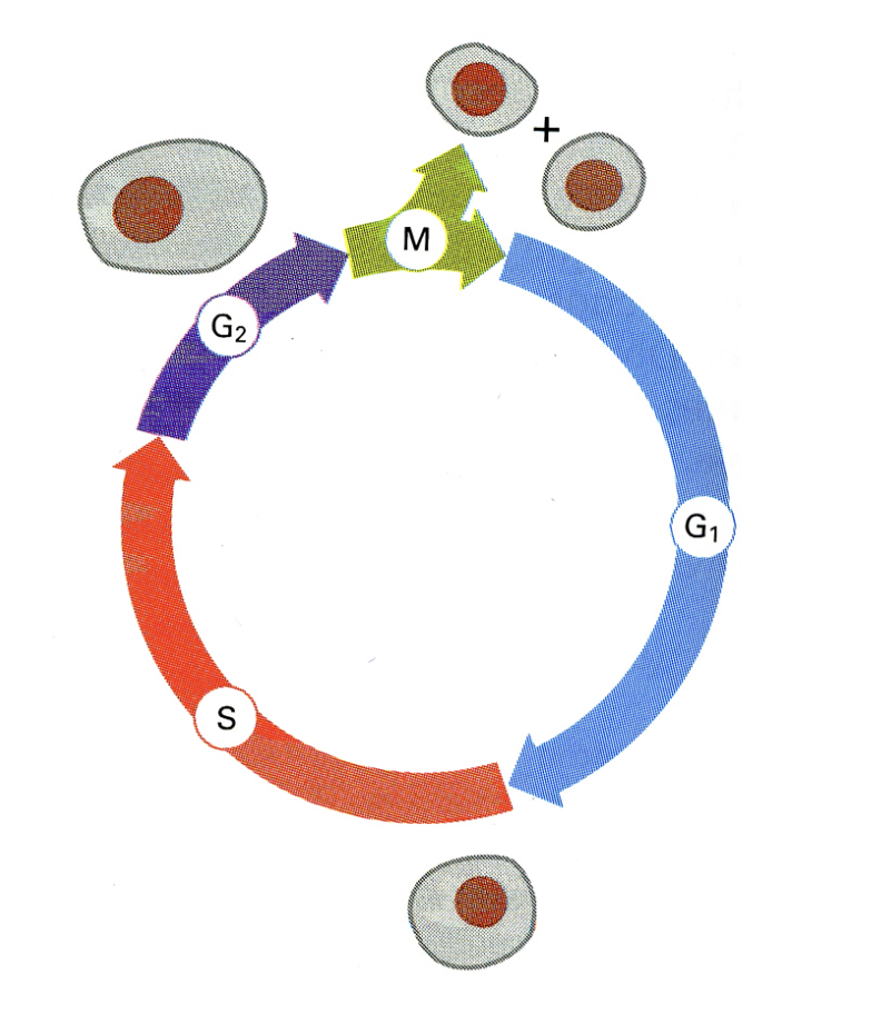 <ul><li><p>DNA replication is tightly controlled during the cell division cycle</p><ul><li><p>entire genome is replicated precisely once in S phase</p></li><li><p>separation of the replicated chromatids occurs in mitosis</p></li></ul></li></ul><p><em>BOTH EVENTS ARE STRICTLY SEPARATED</em></p><p></p>