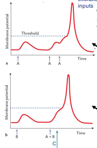 <p>Does B (bottom) show temporal or spatial summation?</p>