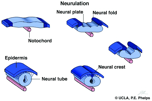 <p>How does the nervous system develop through neurulation?</p>
