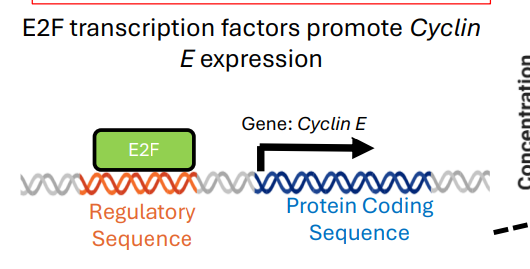 <p>E2F transcription factors promote Cyclin E expression</p>