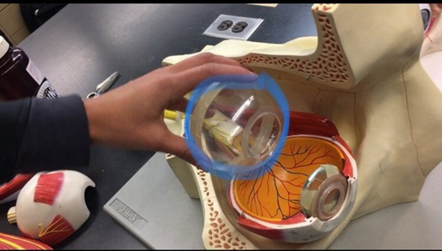 <p>clear gel that fills the space between the lens and the retina of the eyeball of humans and other vertebrates. All the goo found in cow eye, represented by the clear ball.</p>